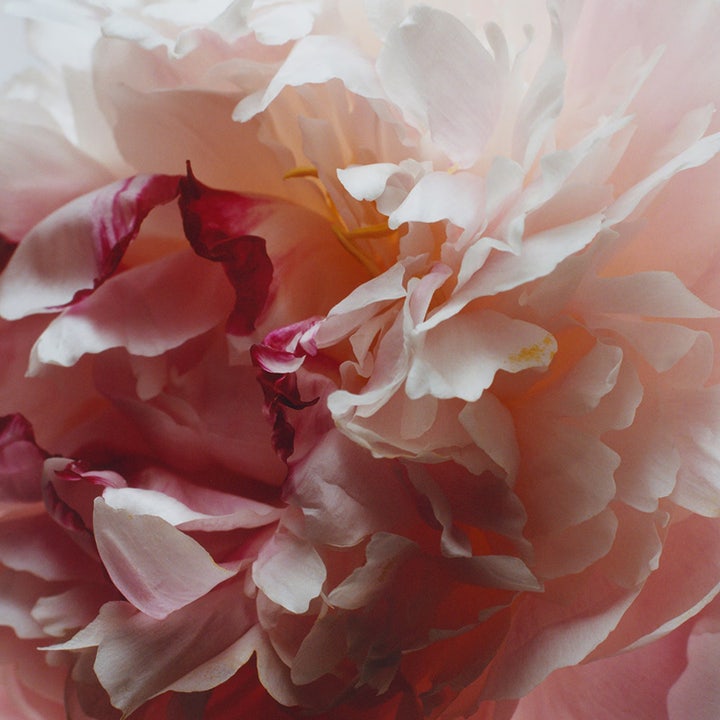 Peony & Blush Suede