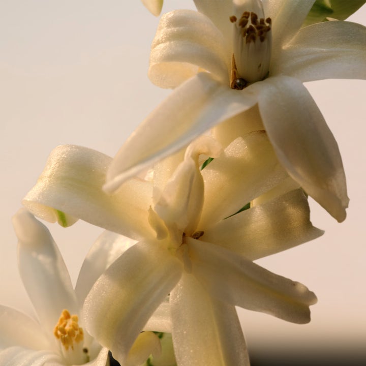 Chloé Le Parfum